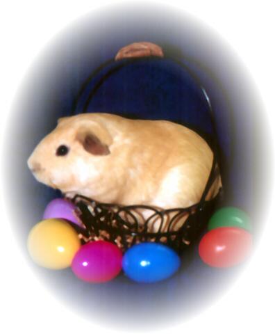 Rudy the Easter Pig