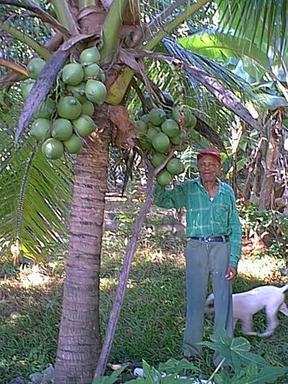 Mr. Angus beside his coconut palm