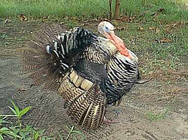 The turkey next door