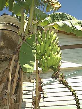 Bananas at the Mission House