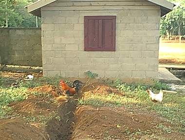 Chickens checking out the progress