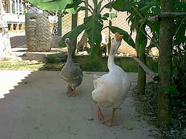 Neighboring geese