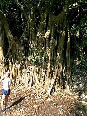 Jill next to a huge Traveler Fig